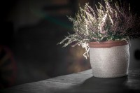 il_fullxfull.591110585_8z5q