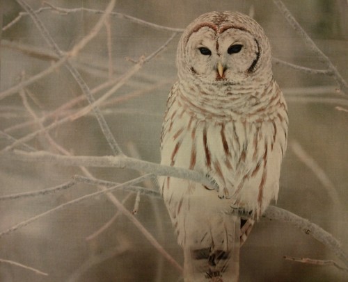 il_fullxfull.668439360_3w4u