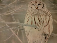 il_fullxfull.668566529_hym7