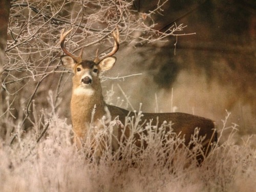 il_fullxfull.676807754_mwwa