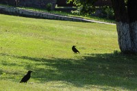 il_fullxfull.343453601