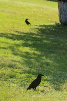 il_fullxfull.343575482